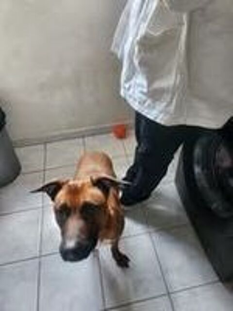   Chien SIMBA à l adoption 