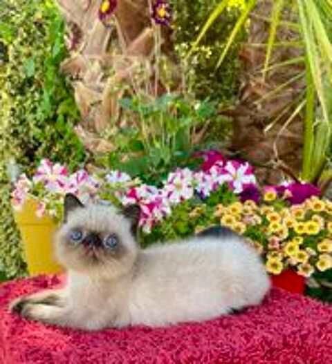   Chatons Exotic Shorthair LOOF santé garantie 
