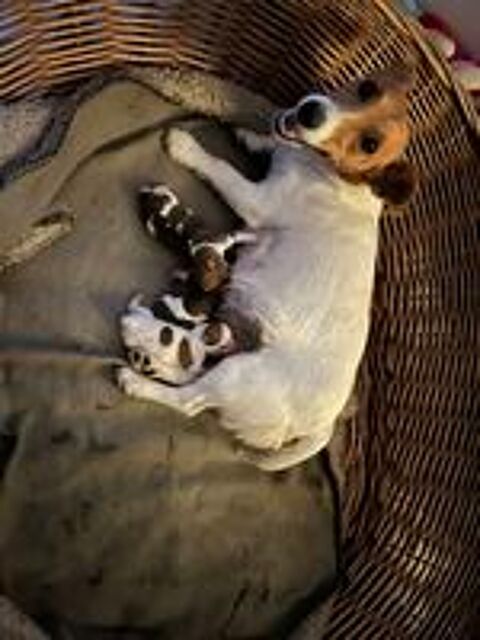   Jack Russell à réserver  