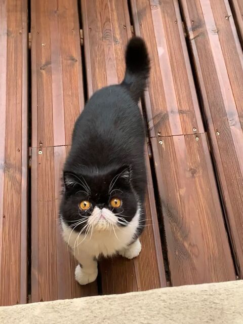 DON Chat Exotic Shorthair LOOF 7 ans doux, stérilisé - 0 34200 Ste