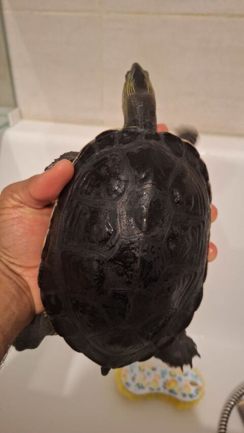 2 tortues Mauremys Ocadia Sinensis 160 78440 Porcheville