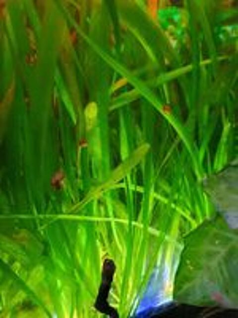   plante aquatique  