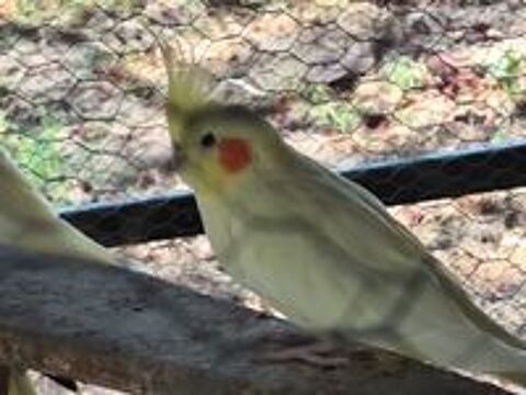   Calopsitte diamant de Gould mandarin 
