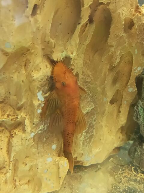 Ancistrus gold 3 35830 Betton