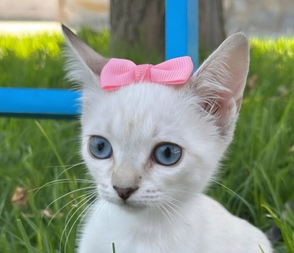   ARYY 