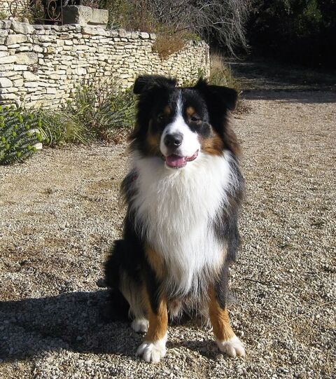 saillie berger australien 0 84490 Saint-saturnin-l�s-apt