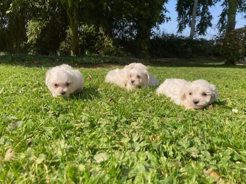 chiot bichon maltais 1000 76110 Grainville-ymauville