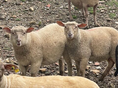 4 mouton 280 81500 Fiac