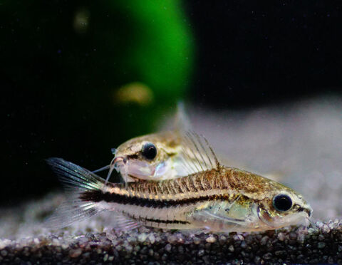Lot de 8 Corydoras pygmaeus - parfaite sant&eacute; 30 69100 Villeurbanne