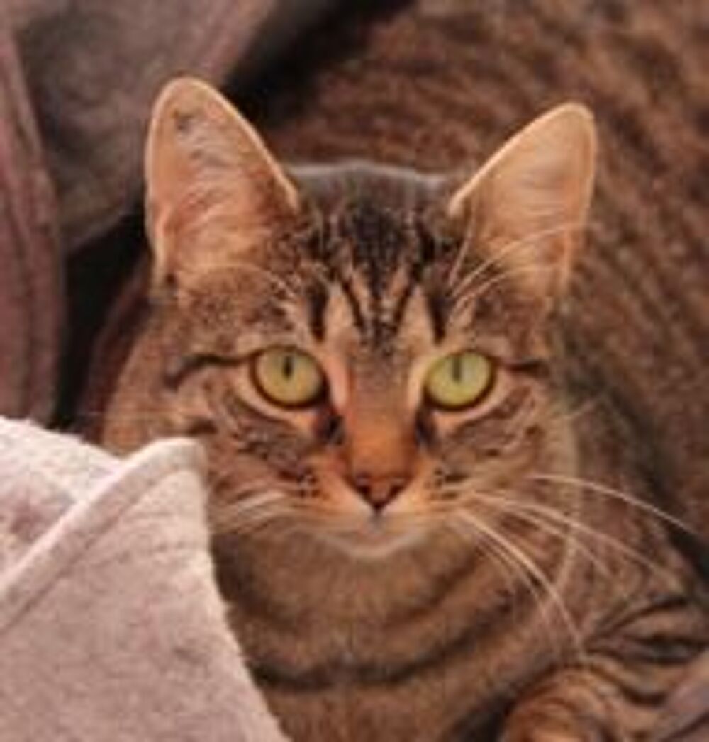   FALBALA FEMELLE TIGREE 6 ANS 