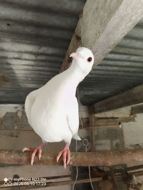 colombe blanche 5 44150 Ancenis