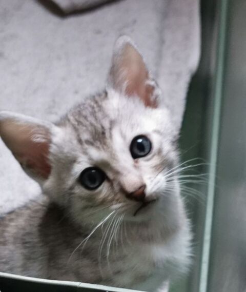 Magnifiques chatons Bengal LOOF 1200 21850 Saint-apollinaire