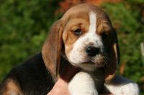   CHIOTS BEAGLES LOF 