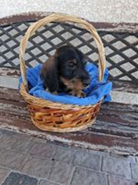   CHIOTS TECKEL A POIL DUR STANDARD LOF COULEUR SANGLIER 
