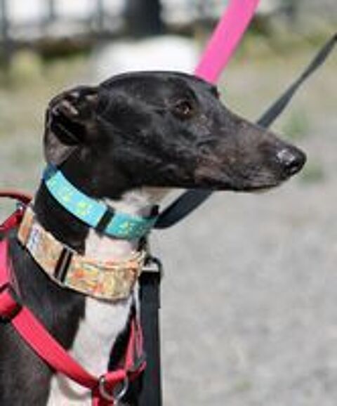   HARRISON, beau galgo noir au poitrail blanc 