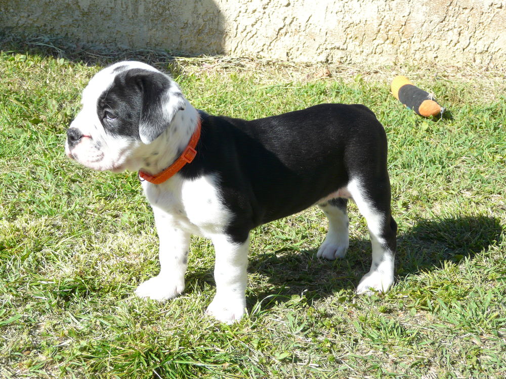   CHIOTS BULLDOG CONTINENTAL  