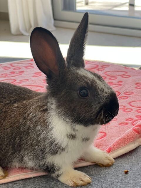 B&eacute;b&eacute; lapin 35 06540 Breil-sur-roya