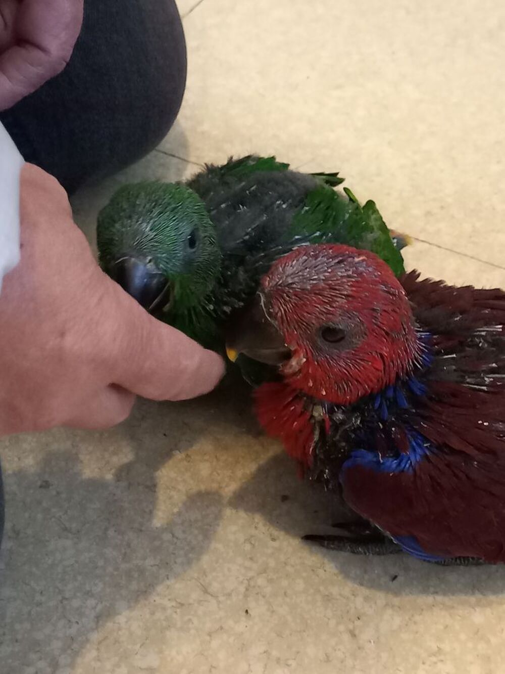   Eclectus eam 