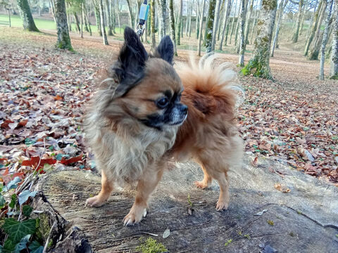 Chihuahua mal pour saillie.
On aimerait recevoir un chiot. 120 52320 Gudmont-villiers