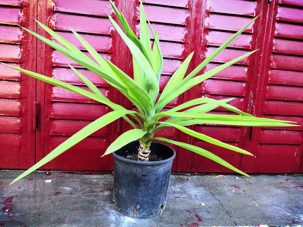 Plant de Yucca &eacute;l&eacute;phantipes patte d'&eacute;l&eacute;phant 40 cm Jardin