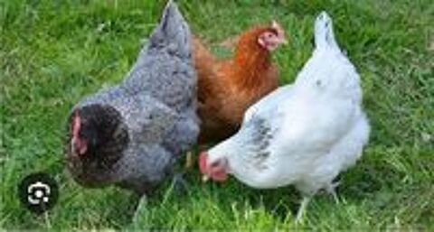   Poules pondeuses  