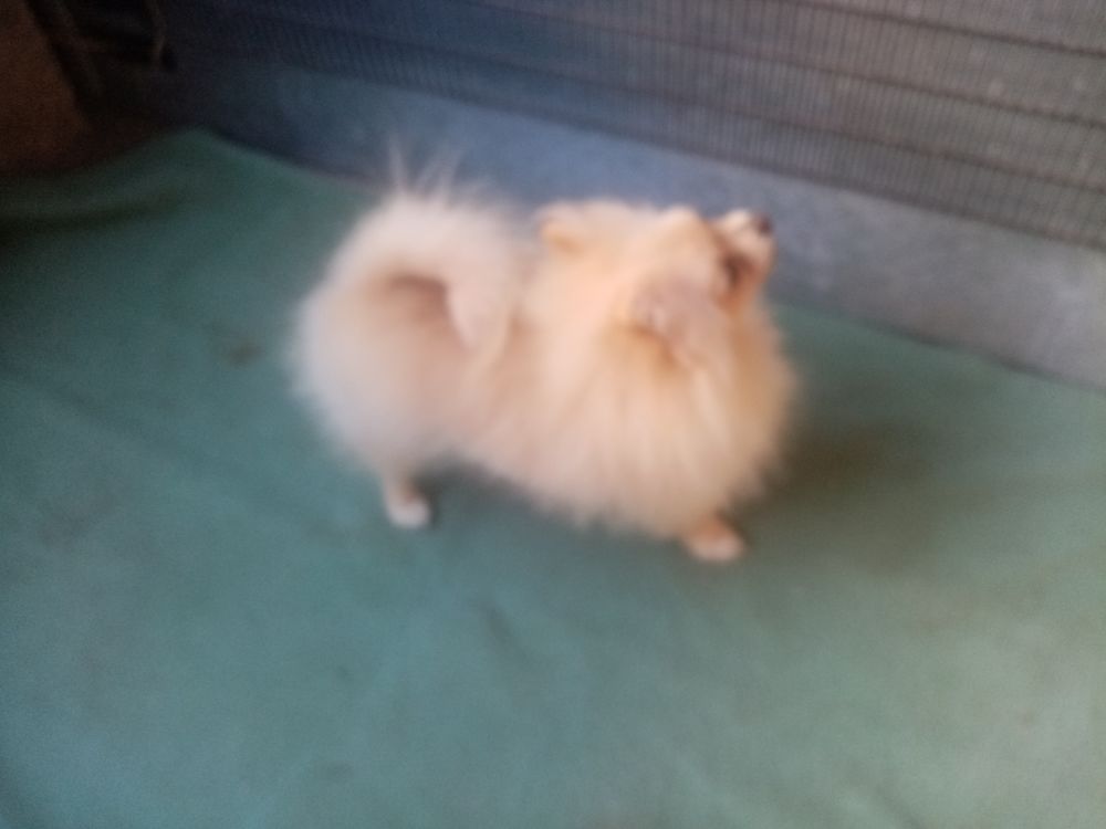   Spitz nain 6 mois femelle  
