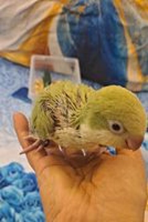   Conure souris / veuve / quaker 