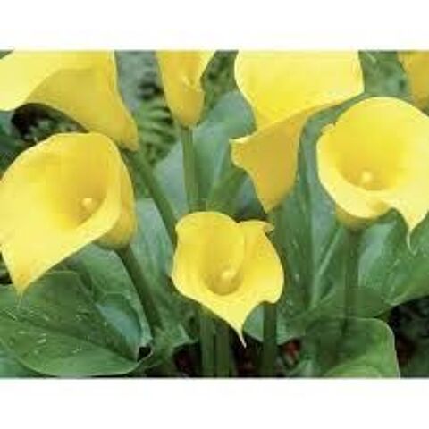 plants d'arums blancs et jaune 4 Vertus (51)
