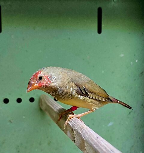 M&acirc;le ruficauda de cette ann&eacute;e 35 17000 La rochelle