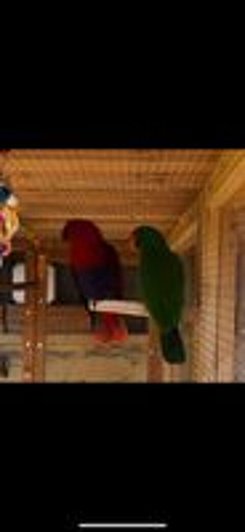   Eclectus 