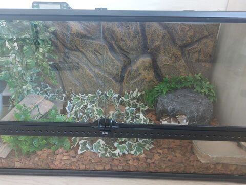 Serpent avec terrarium et équipements 400 34990 Juvignac