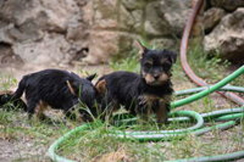   chiot yorkshire femelle 