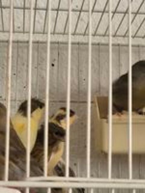   Couples de canari  