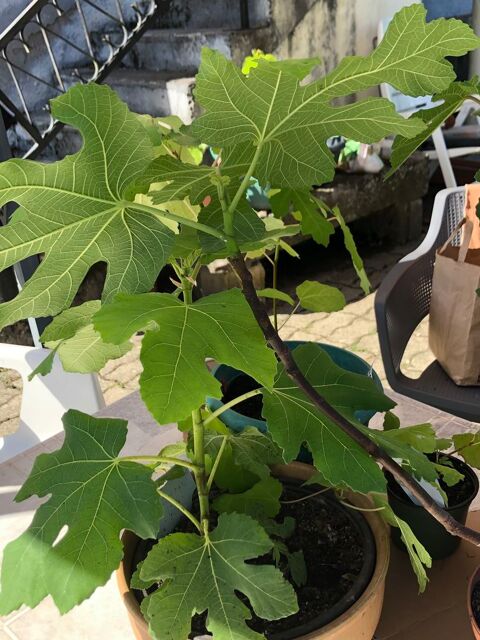 Figuiers 22 Lyoffans (70)