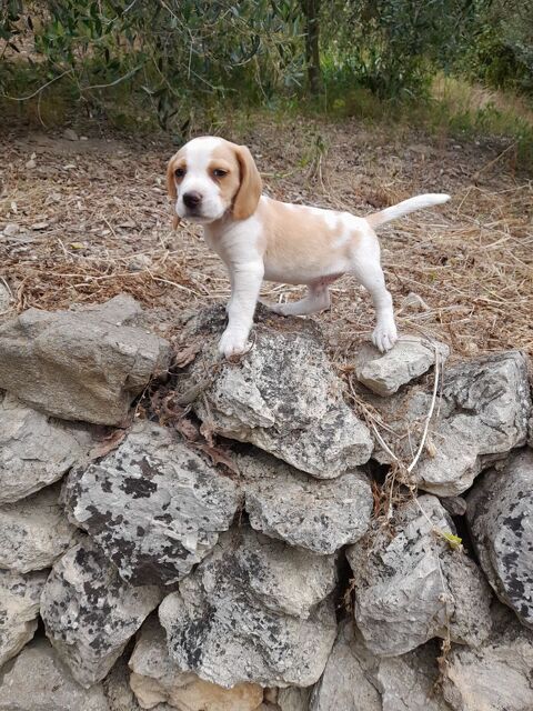 chiots beagle 400 13740 Le rove