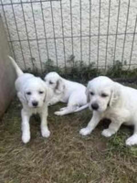   Chiots setter anglais  