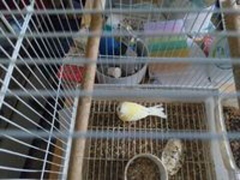   Canaris  