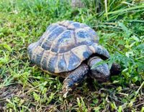   TORTUE TERRESTRE ADULTE 