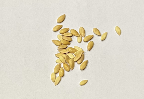 15 Graines de melon Non trait�es 2 Vatan (36)