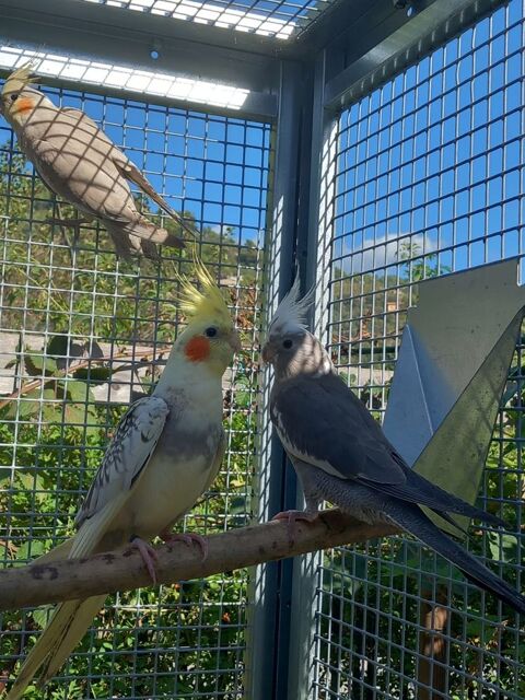 Calopsittes Eam 100 06300 Nice