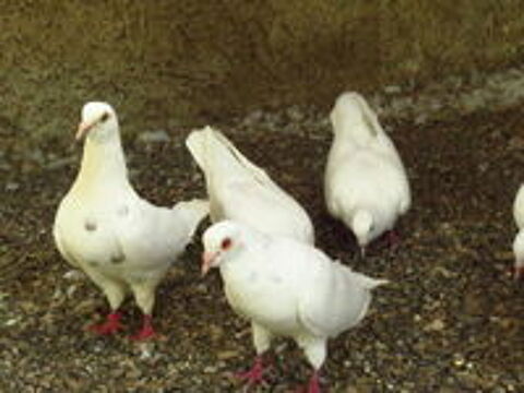   pigeons blancs 