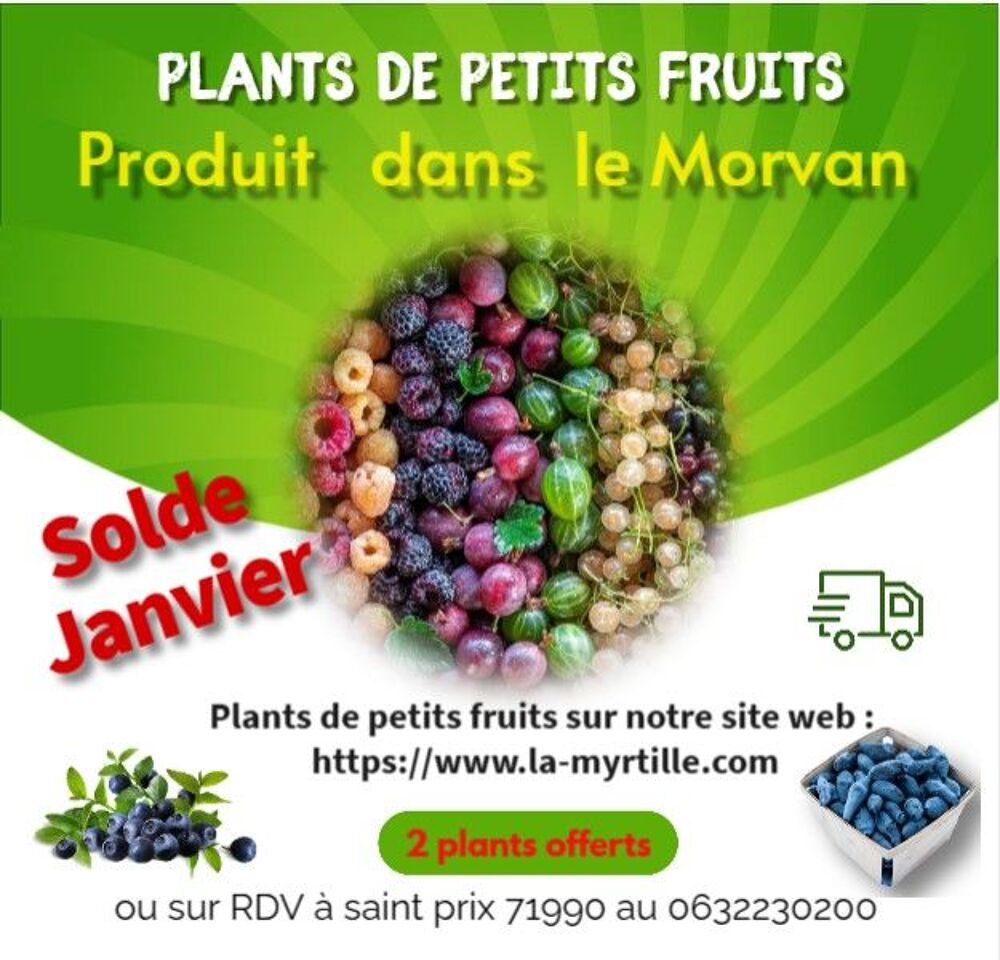 Petits fruits divers en pot Jardin