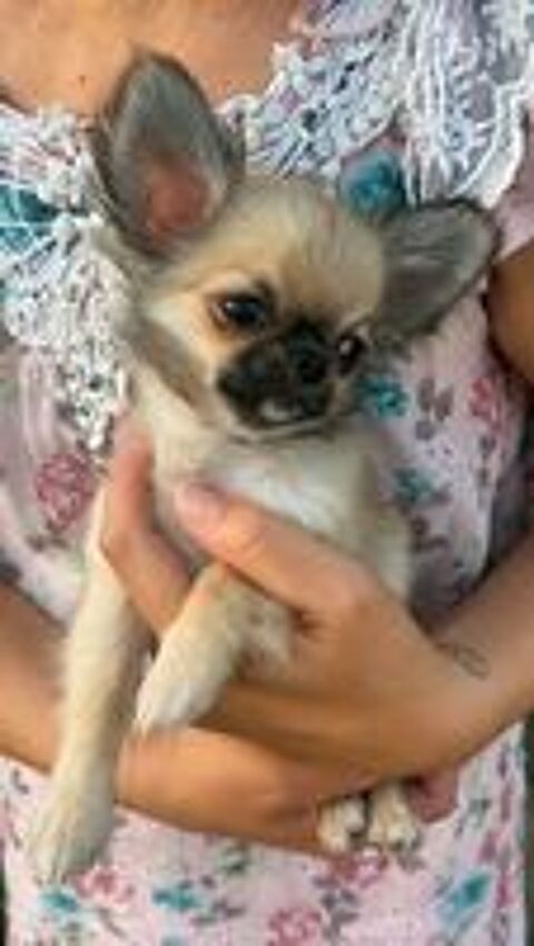  Superbes Chiots Chihuahua mâles et femelles 