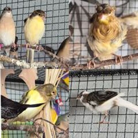   Canari frisé 2026 males 