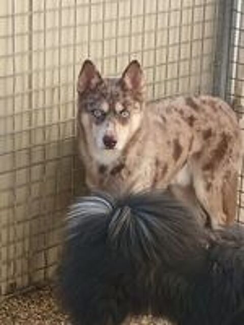   Pomsky f2 a placer  