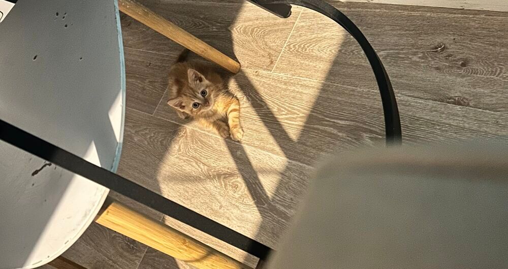  jeune chaton 