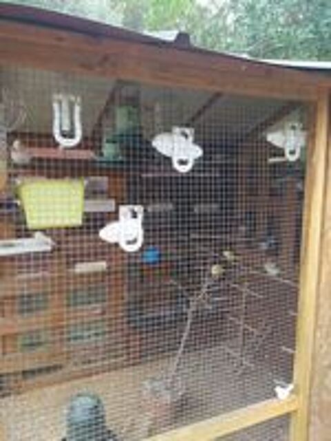   Canaris �lev� en voli�re ext�rieure  