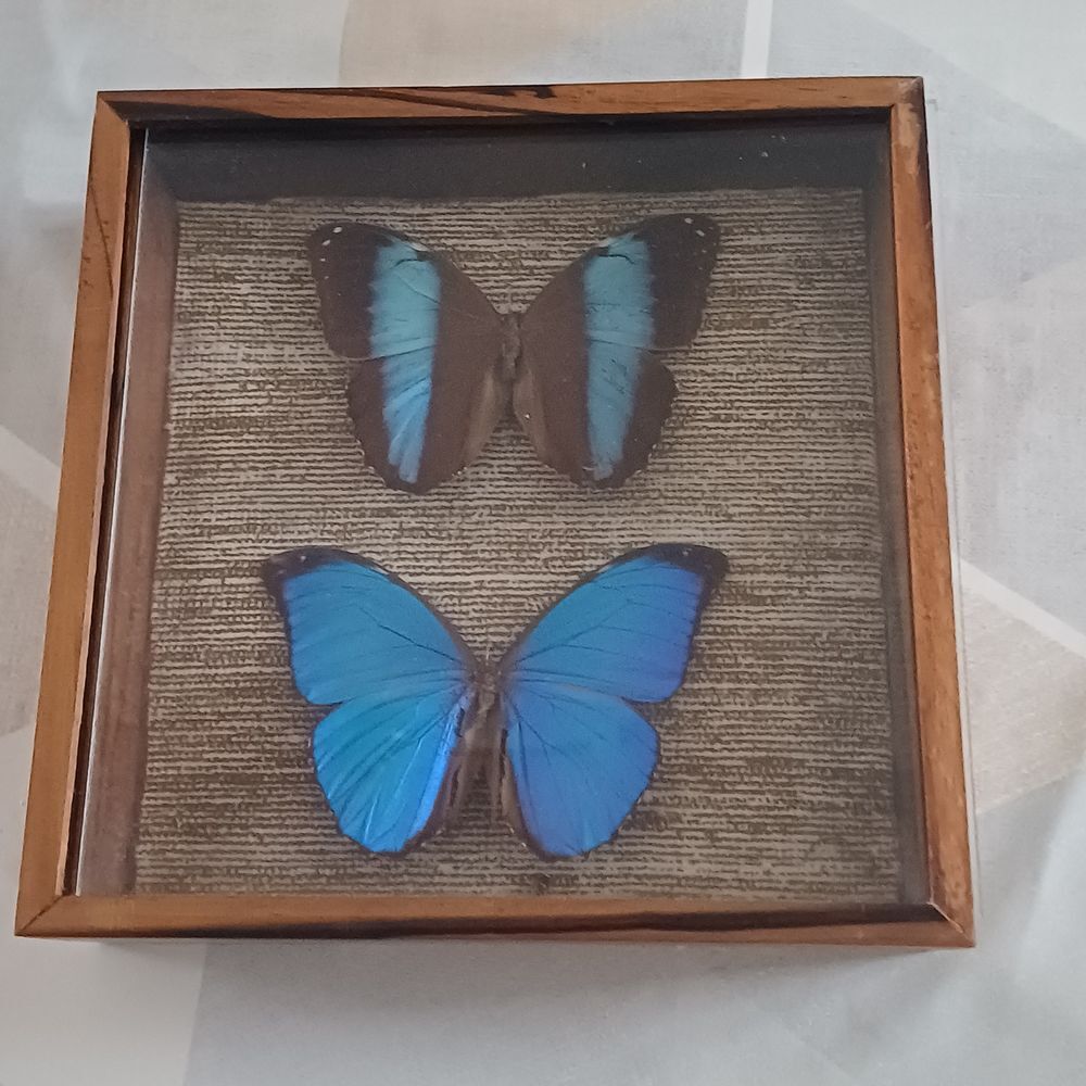 Papillon morpho Décoration