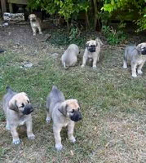   a réserver : il reste encore 1 femelle et 6 mâles a adopter; 