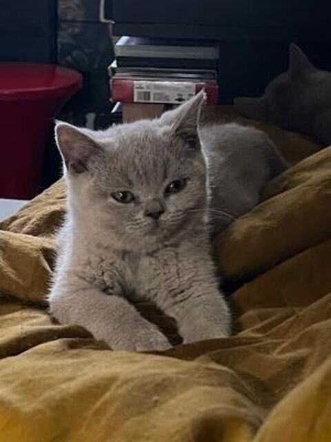 MAGNIFIQUES CHATONS BRITISH SHORTHAIR LOOF 1600 75020 Paris
